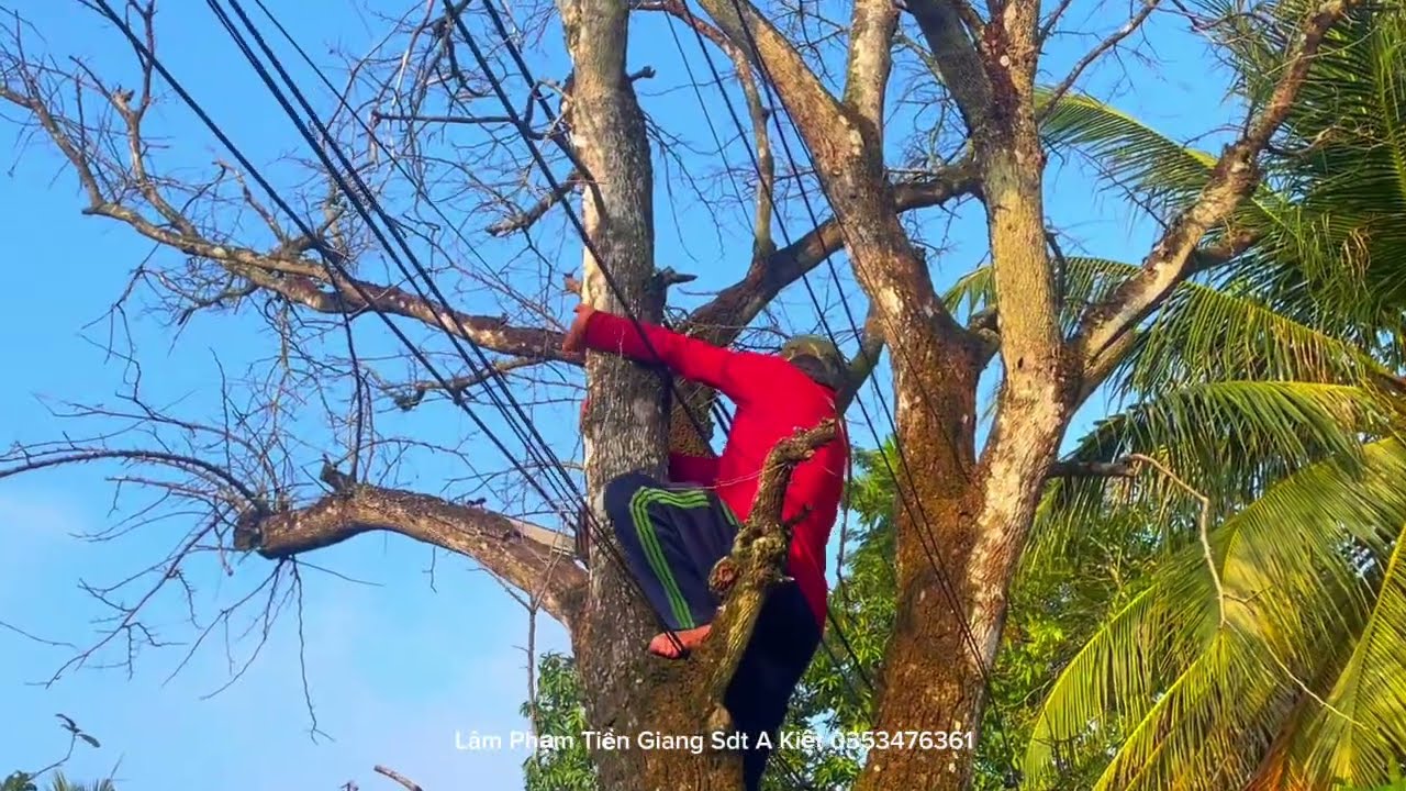 Bà con mất an mất ngủ vì cây Me chế.t khô nên nhờ nhóm A Kiệt giải cứu 