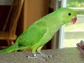 Amazing talking parrot  indian ringneck parrot talking  conversation with parrot