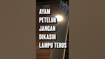 Ayam JANGAN DIKASIH Lampu Terus!