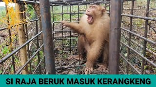 Si Raja Beruk ( Raja Eungkong ) Masuk Kerangkeng