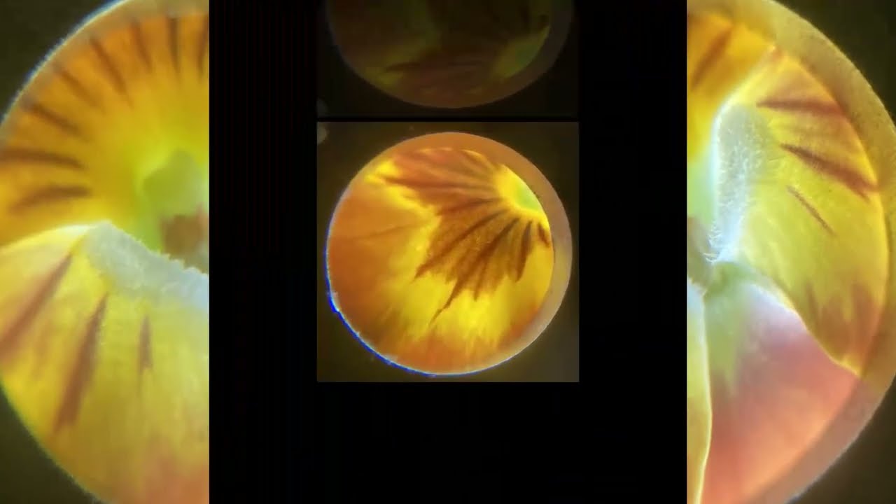 Nature Magnified 528 - Looking Closer