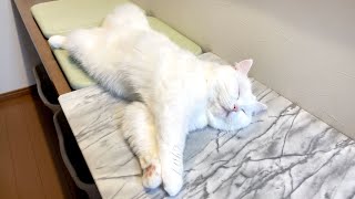 夏支度をしたら猫がとけてしまいました…笑