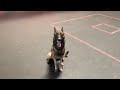 Dog training - how to multitask.