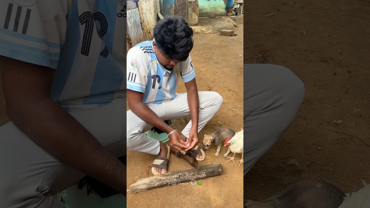 🤣settai pudicha pasaga summa irrukavai mantanga⁉️🤣😵‍💫#vlog #petshorts #dog #doglove #dogfunny