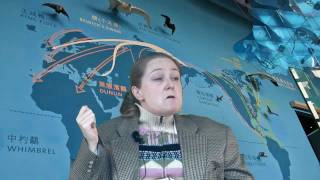 Bird Migrations explained!