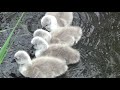 Cygnets first swim - Swan life