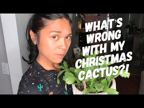 Video: Rotten Christmas Cactus Roots – Jak opravit sváteční kaktus s Root Rot