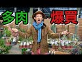 多肉植物を大量に購入しました　【カクト・ロコ】【カーメン君】【園芸】【ガーデニング】【初心者】