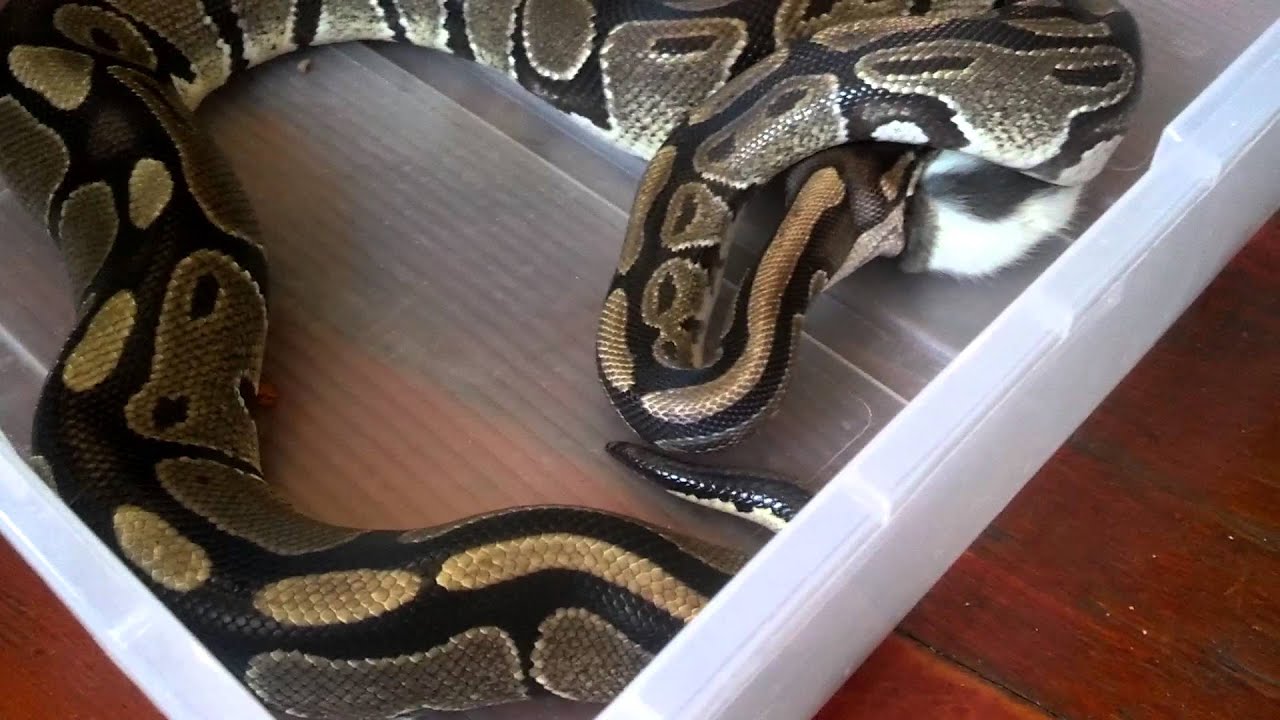 Adult ball python feeding - YouTube