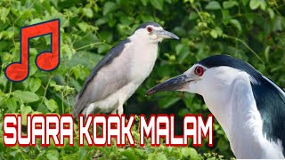 Suara burung koak malam, keras dan jernih 100% ampuh