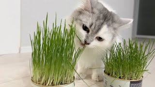First Time trying Cat Grass 🐱🌱