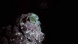 Green Emerald crab spawning