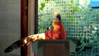 New Zealand's Bird Of The Year Election Was Completely Fraudulent