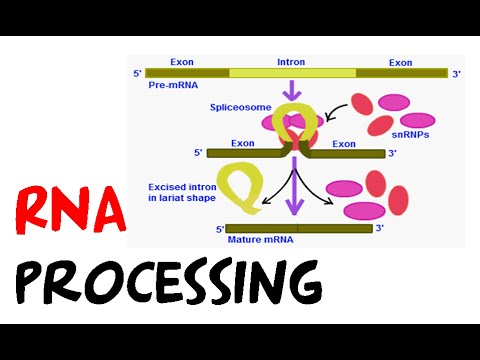 rna processing