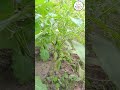 মরিচ গাছ কেমন দেখে নিন | know about the Chilis/Pepper Plants | Niaz's English | Niaz Mahmud #niazs💚