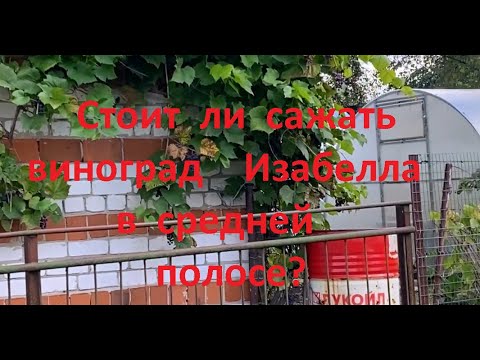 Начинающий виноградарь. Почему я никогда не посажу виноград Изабелла?