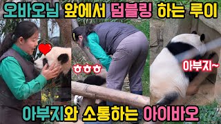 오바오 앞에서 덤블링을 하는 루이바오, 오승희 사육사님을 향한 루이의 뜨거운 사랑🐼노크하면서 아부지와 소통하는아이바오😍러바오의 금이빨?#러바오#아이바오#푸바오#루이바오#후이바오