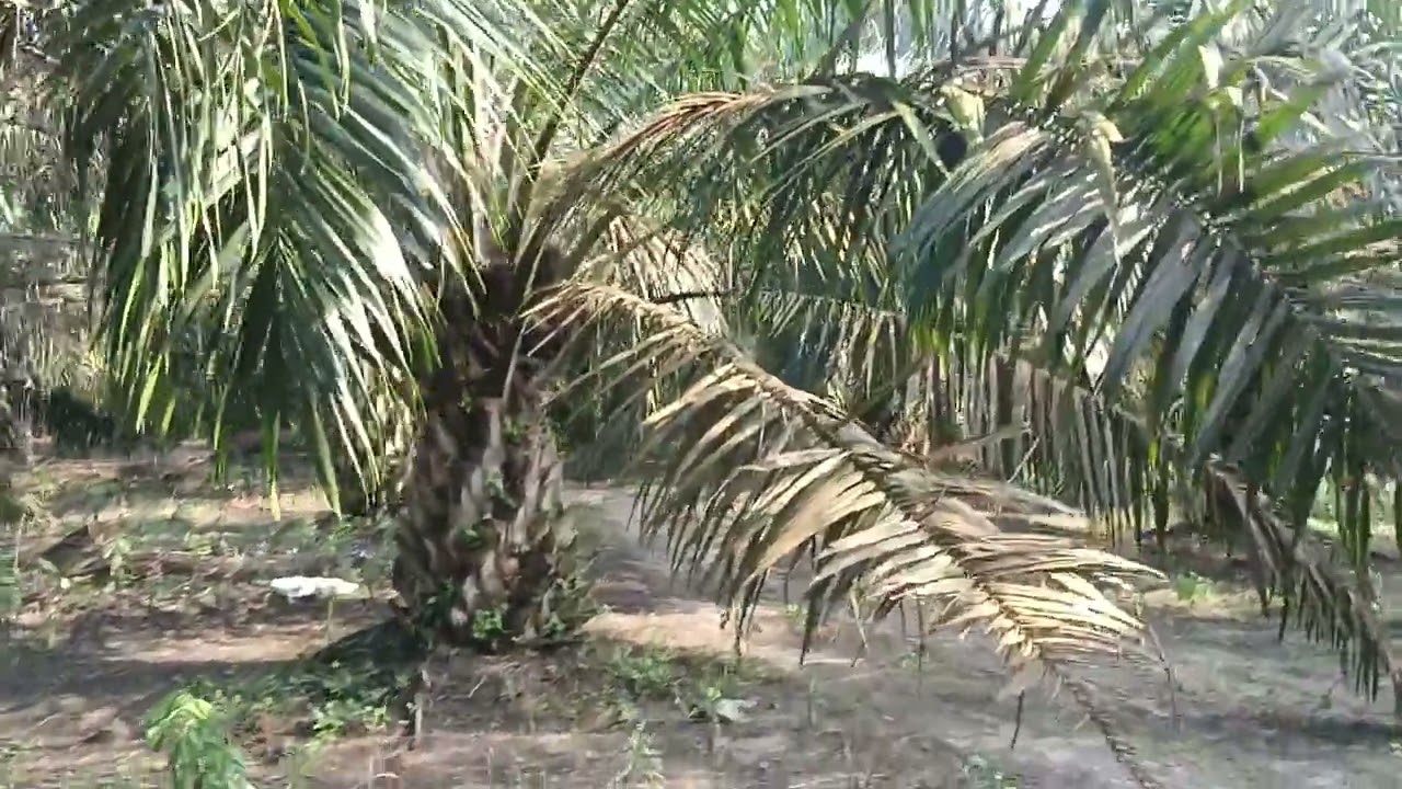 review jujur tetang bibit cabutan,target 2 tahun.,mari kita buktikan langsung di lapangan.#sawit