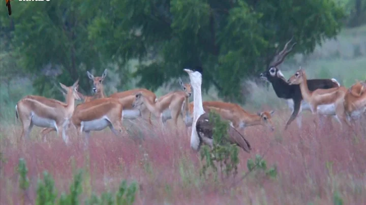 Last bustard Standing