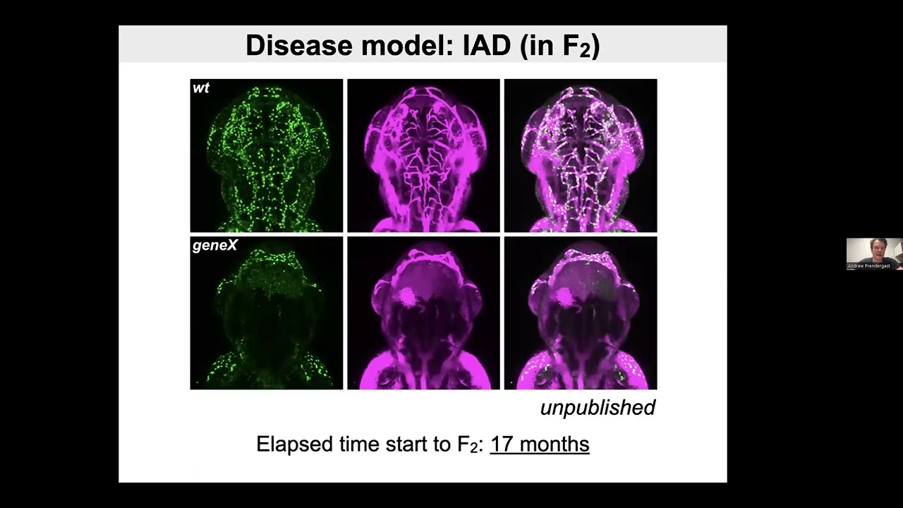 Exploiting Advantages of the Zebrafish Model for the Study of Aortopathies