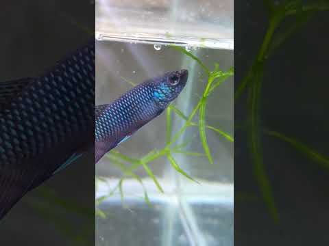 3month betta smaragdina