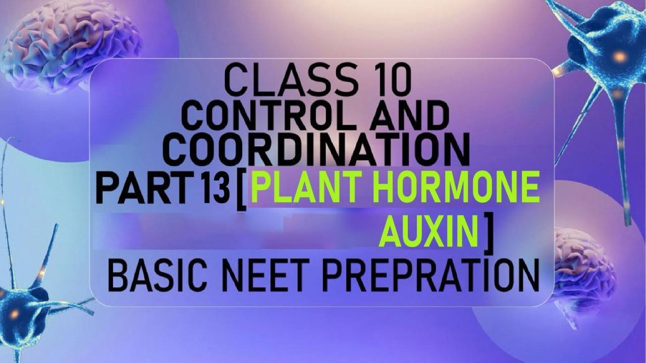 Plant Hormone Auxin Class 10 Auxin plant hormone class 10 