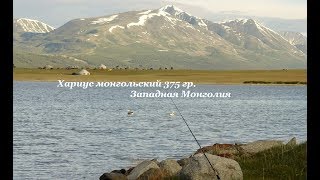 04. Хариус монгольский 375 гр.  Подкаменная Тунгуска