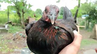 BLACK RIDGE. JAA SIGABA