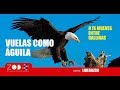 Como Águila Volando o Gallina picoteando / VIVES AL MÁXIMO O LIMITADO