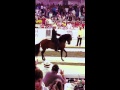 La Mundial De Paso Fino 2015 - Cap Cana, Rep Dom. Joyero III Vs Aprendiz De Colores