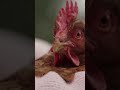 Vegan activist &#39;liberates&#39; chickens #shorts