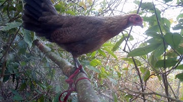 poj qaib dib tshauj zoo cuab heev yg noob qaib taw dawb