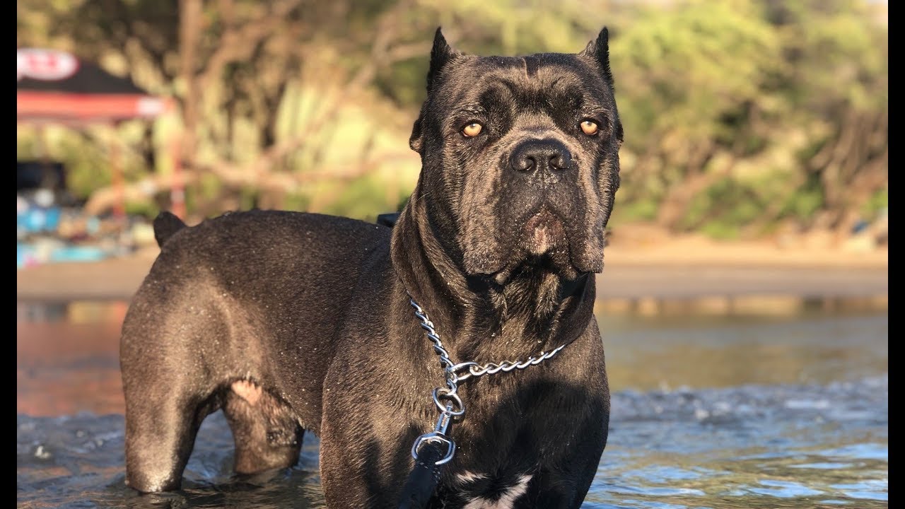 cane corso bred for