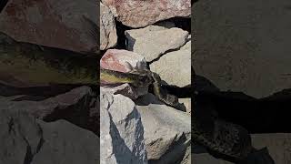 Snake Consumes Large Catfish on Rocky Shore