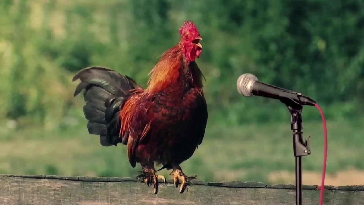Chicken Song and Dancing Rooster – Funny Chicken Dance