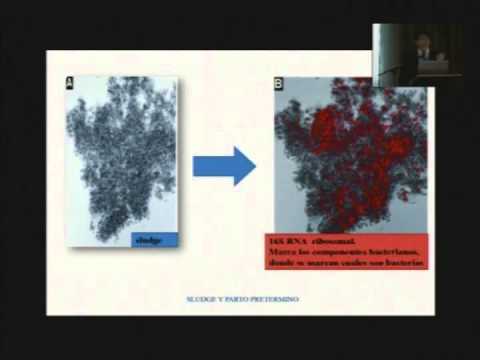 Vídeo: Detección De Proteínas Circulantes Para Identificar Biomarcadores De Macrosomía Fetal