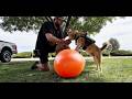 Canine Physical Therapy at Home: Full 15-Minute Routine (No Equipment Needed)