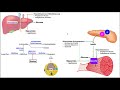 Pharmacology of Diabetes Mellitus | Mechanisms of Action