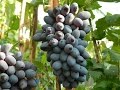 Виноград  Декабрьский (Grapes Dekabr'skiy) 2015