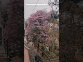Pink Blossom 🌸 #bangalore #pink #bangaloredairies