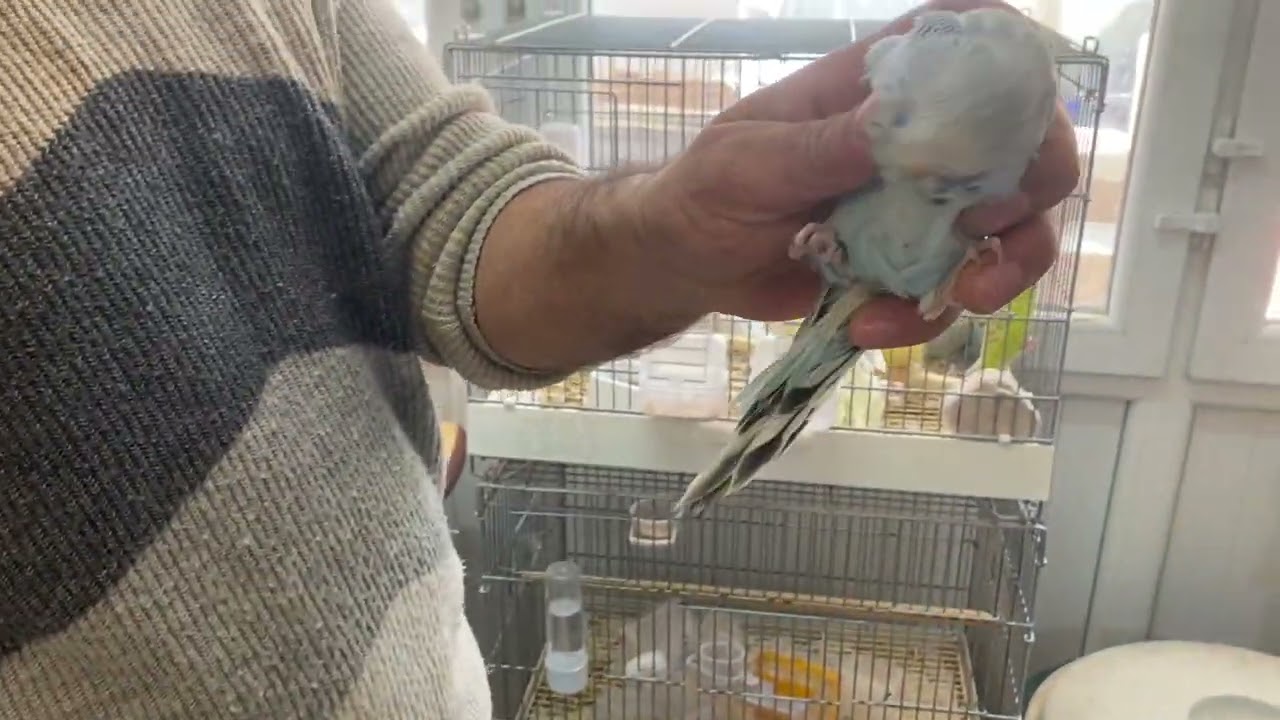 Bu Fiyata Bu Kuşlar Kaçmaz Kaçırmayın Derim 😉