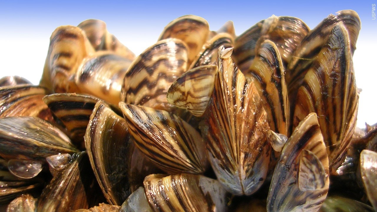 Thumbnail for Zebra Mussels Confirmed in New Locations in Itasca, Hubbard Counties | Lakeland News