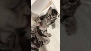 Milla's Kats American Shorthair Kittens