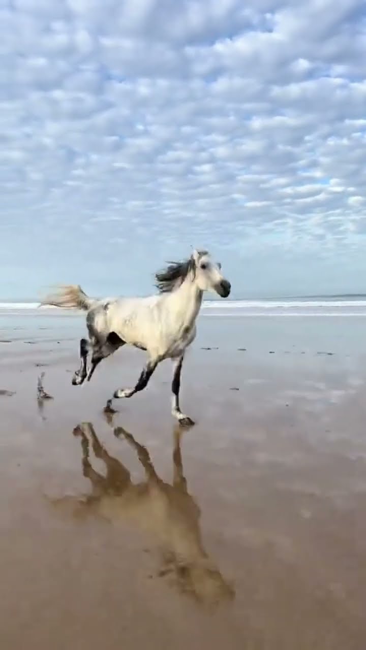 #JasonDeruloTV // Horse ? #GotPermissionToPost From TT @essaouirahorseparadise #GladUCame