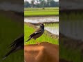 Beautiful Bird Beautiful Moment 😍 🤩 👌 #birds #wildlife #nature