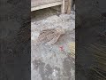Quail Par Keeray Ka Hamla | Quail Leg Paralysis Treatment &amp; Care 🩺 #shorts #viral #quails #relatable