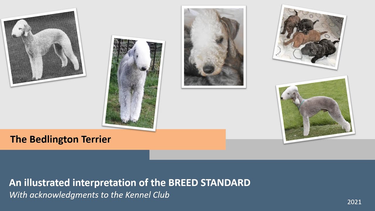 The Bedlington Terrier an illustrated interpretation of the Breed