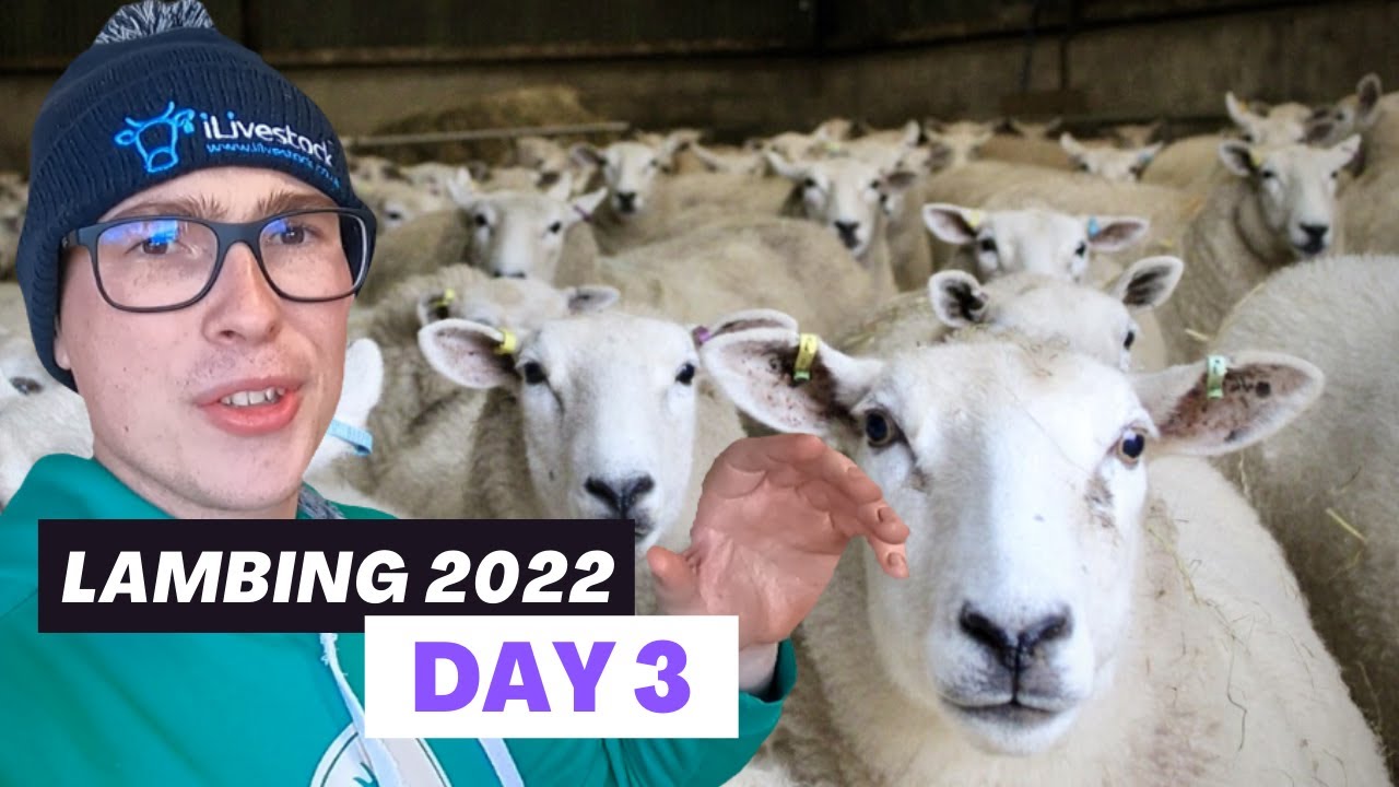 NOT AS ORGANISED AS I SHOULD BE  | Vlog 3 - Lambing 2022