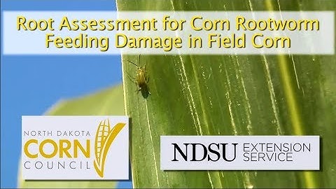 Root Assessment for Corn Rootworm Larval Feeding Injury in Field Corn