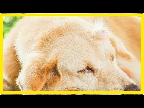 Video: Symptome Von Hautkrebs Bei Hunden